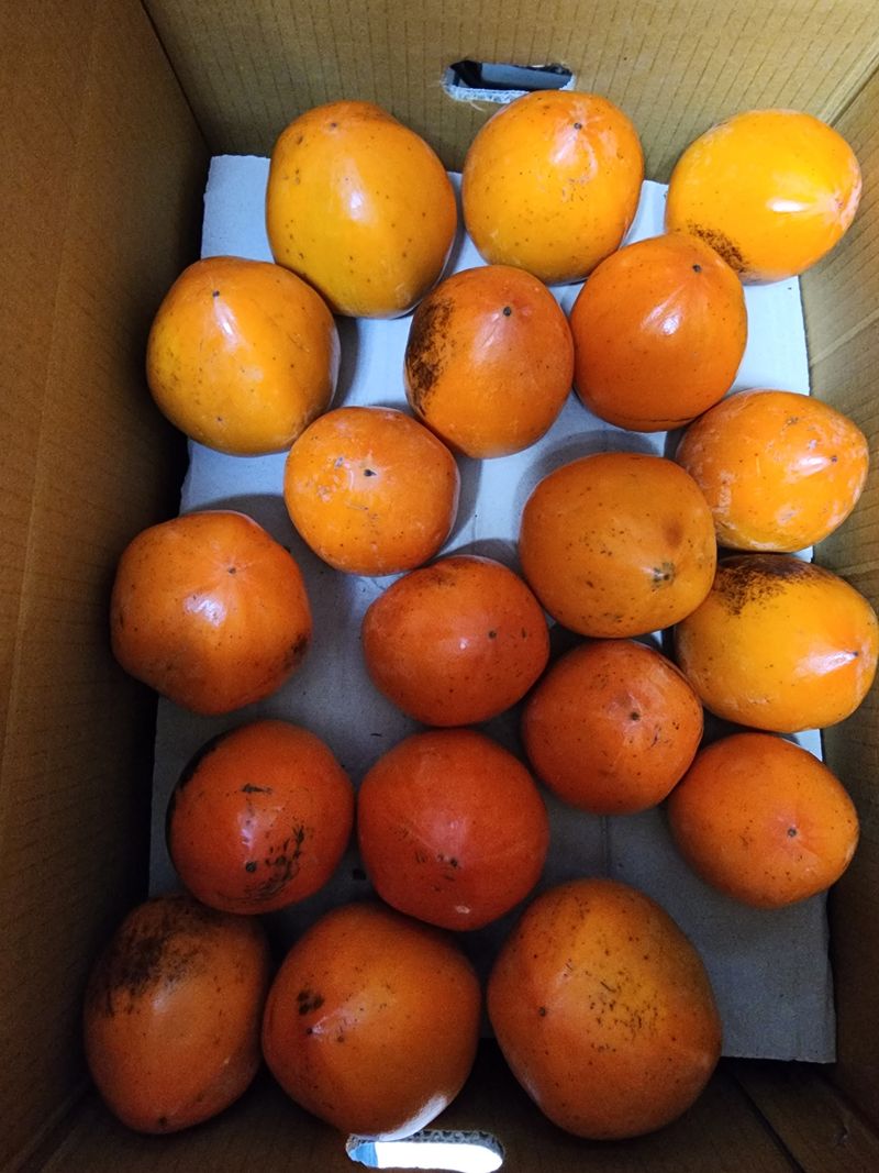 쵸코쵸코님의 장터 판매 상품 [단감 10kg  .대봉감 10kg ] 첨부 사진