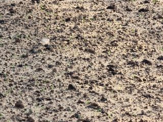 영덕 시금치 쪽파님의 시금치 · 일상 작성글 사진