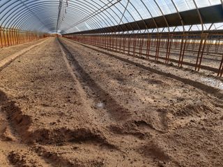 영덕 시금치 쪽파님의 시금치 · 일상 작성글 사진