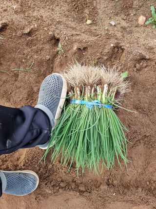 영덕 시금치 쪽파님의 시금치 · 일상 작성글 사진