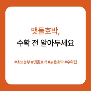 호박 농사도우미님의 호박 · 농사길잡이 작성글 사진