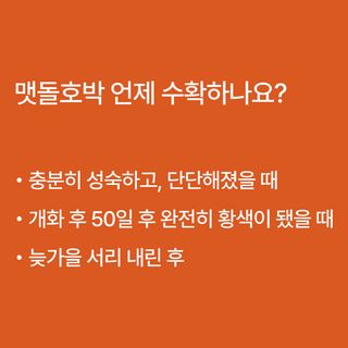 호박 농사도우미님의 호박 · 농사길잡이 작성글 사진