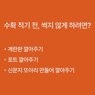 호박 농사도우미님의 호박 · 농사길잡이 작성글 사진
