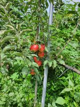 팜모닝 사과·병해충상담 게시글 이미지