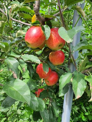 손오공님의 사과 · 병해충상담 작성글 사진
