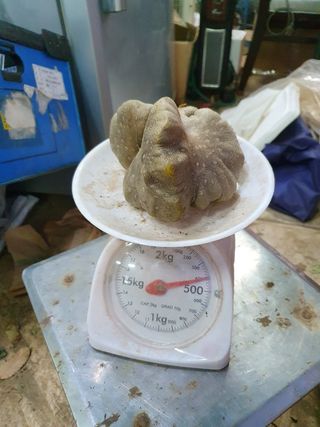 김권수님의 기타작물 · 자유게시판 작성글 사진