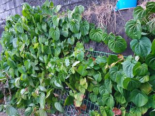 김권수님의 기타작물 · 자유게시판 작성글 사진