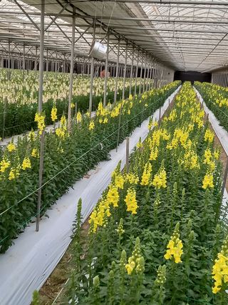 김해농부허외순님의 기타작물 · 자유게시판 작성글 사진