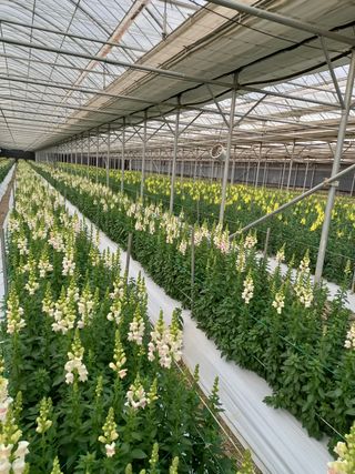 김해농부허외순님의 기타작물 · 자유게시판 작성글 사진