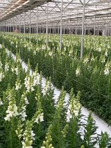 팜모닝 기타작물·자유게시판 게시글 이미지