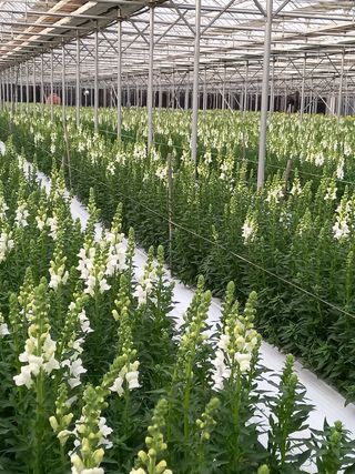 김해농부허외순님의 기타작물 · 자유게시판 작성글 사진