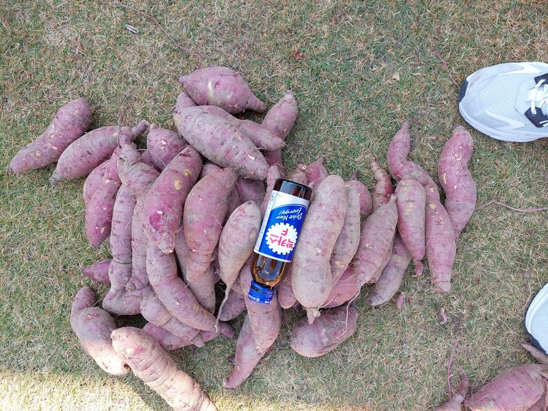 최동환님의 장터 판매 상품 [해남 꿀 고구마 30,000원 (10k )(택배비 포함)] 첨부 사진