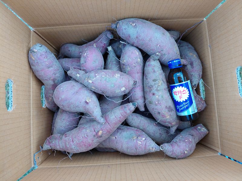 최동환님의 장터 판매 상품 [해남 꿀 고구마 30,000원 (10k )(택배비 포함)] 첨부 사진