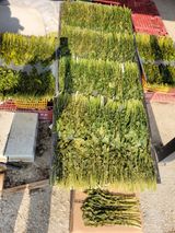 팜모닝 배추·일상 게시글 이미지