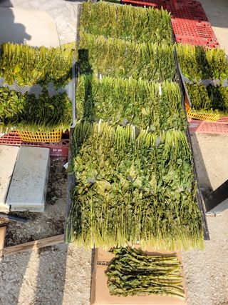 서봉열님의 배추 · 일상 작성글 사진