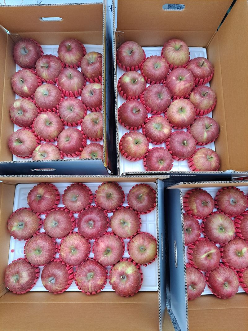 장터 상품 [🏞치악산 부사사과 판매🏞  저희 과원은 치악산자락 ] 썸네일