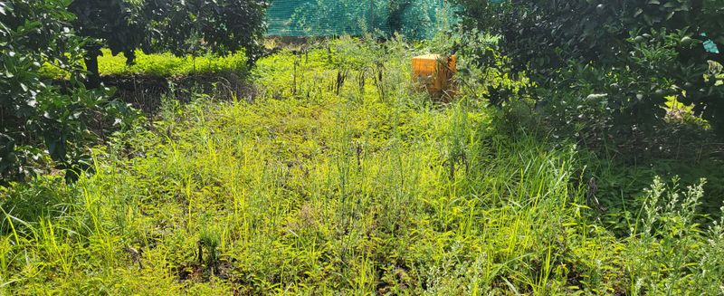 문도연님의 장터 판매 상품 [노지감귤] 첨부 사진