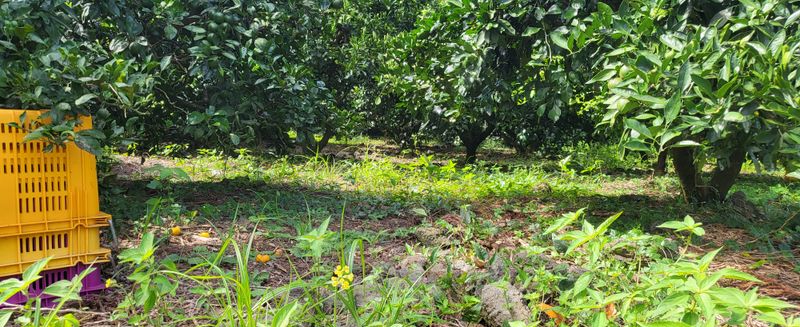 장터 상품 [노지감귤] 썸네일