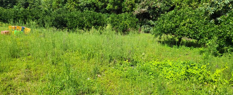 문도연님의 장터 판매 상품 [노지감귤] 첨부 사진