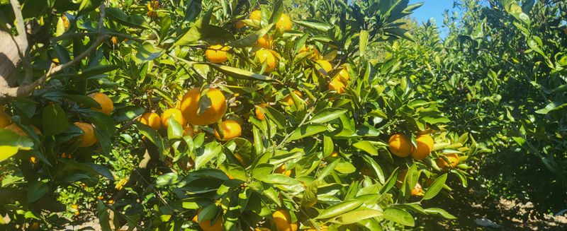 문도연님의 장터 판매 상품 [노지감귤] 첨부 사진