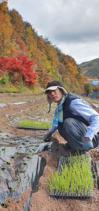 영양고을대감댁님의 포도 · 자유게시판 작성글 사진