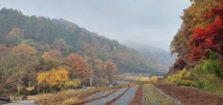영양고을대감댁님의 포도 · 자유게시판 작성글 사진