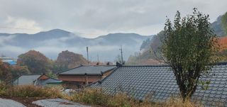 영양고을대감댁님의 포도 · 자유게시판 작성글 사진