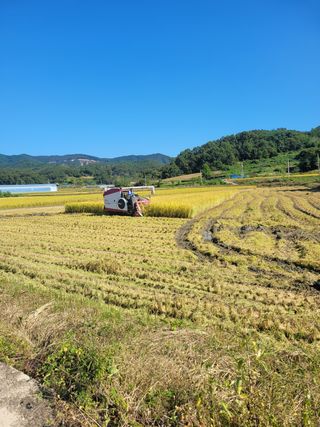 김정호님의 벼 · 자유게시판 작성글 사진