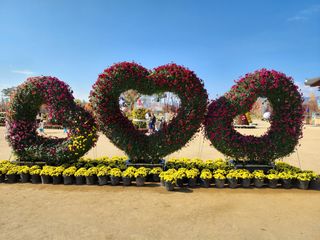 짱순이연속8월출석왕님의 호박 · 자유게시판 작성글 사진