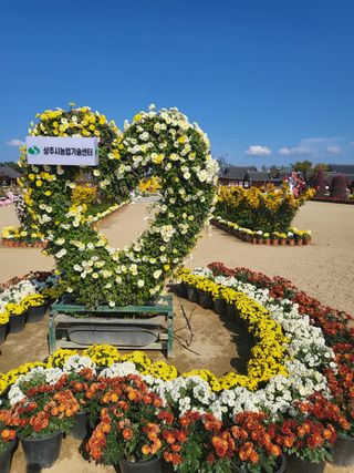 짱순이연속8월출석왕님의 호박 · 자유게시판 작성글 사진