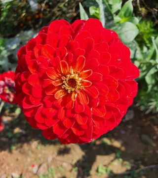 한마음한뜻님의 들깨 · 자유게시판 작성글 사진