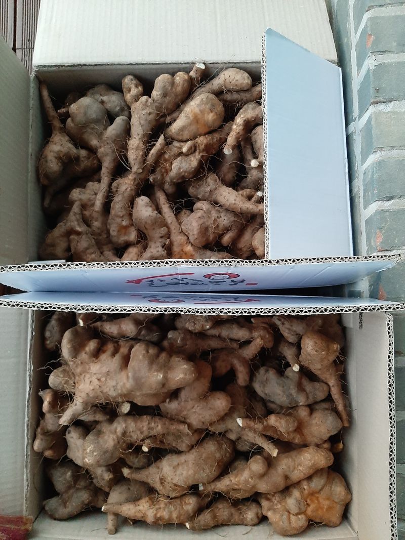 서상기 은퇴농장님의 장터 판매 상품 [마(산마) 10kg  4만원 (2박스만 팔아요)] 첨부 사진