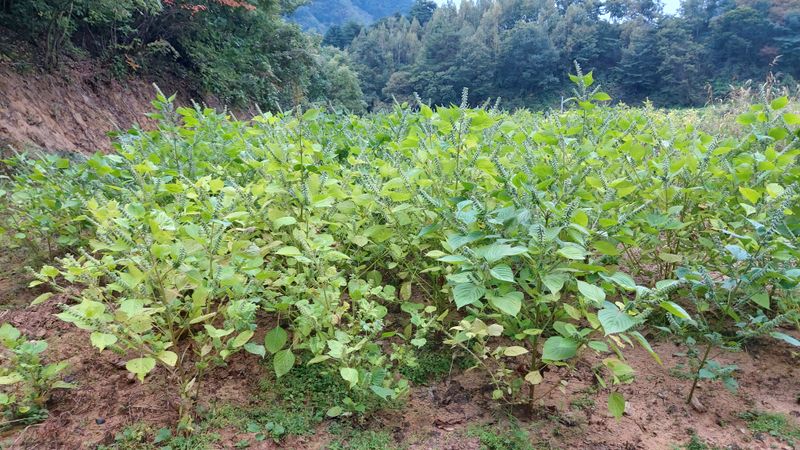 금익수님의 장터 판매 상품 [햇 들깨 , 참깨 75,000원(5kg)] 첨부 사진