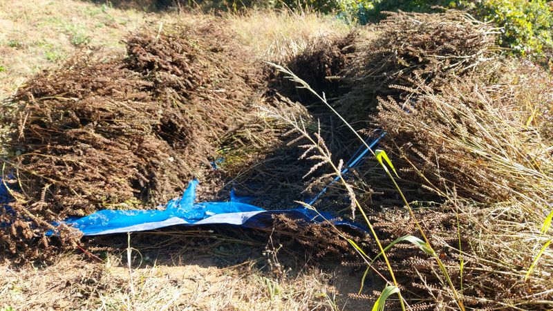 장터 상품 [햇 들깨 , 참깨 75,000원(5kg)] 썸네일