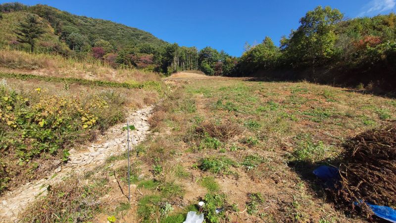 금익수님의 장터 판매 상품 [햇 들깨 , 참깨 75,000원(5kg)] 첨부 사진