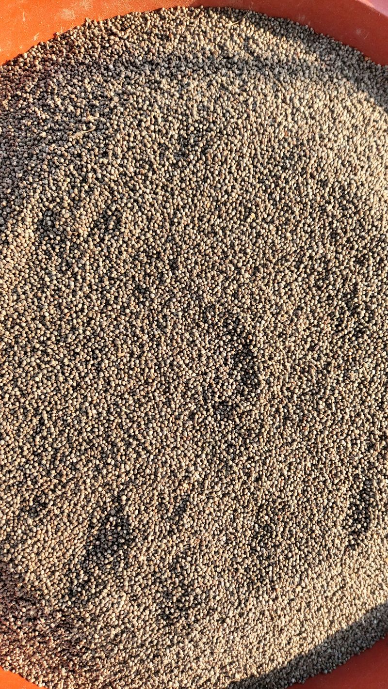 금익수님의 장터 판매 상품 [햇 들깨 , 참깨 75,000원(5kg)] 첨부 사진