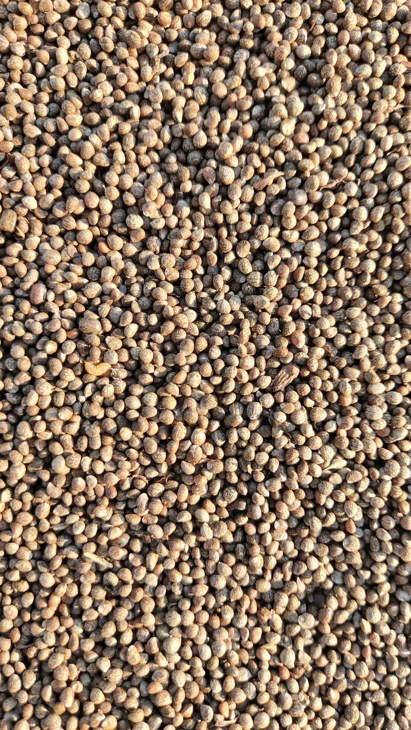 금익수님의 장터 판매 상품 [햇 들깨 , 참깨 75,000원(5kg)] 첨부 사진