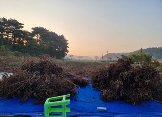 밝은숲님의 사과 · 일상 작성글 사진