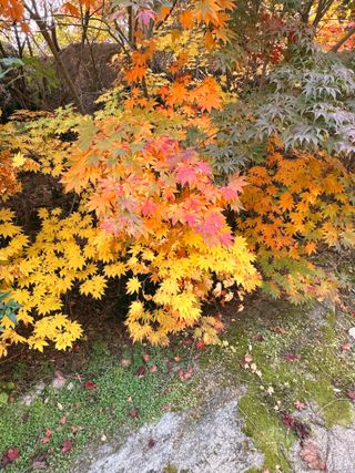 알 수 없음님의 벼 · 자유게시판 작성글 사진