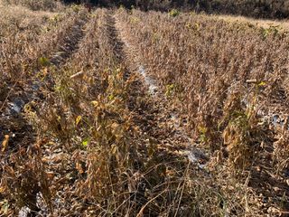 뜨락의풀꽃님의 콩 · 자유게시판 작성글 사진