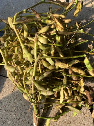 뜨락의풀꽃님의 콩 · 자유게시판 작성글 사진