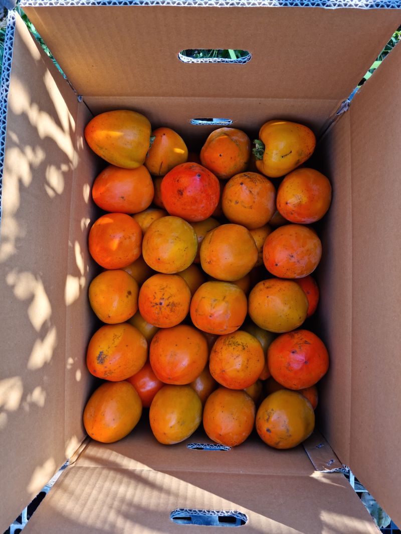 최우식님의 장터 판매 상품 [대봉감 10kg 기준 26,000원 택비포함입니다] 첨부 사진