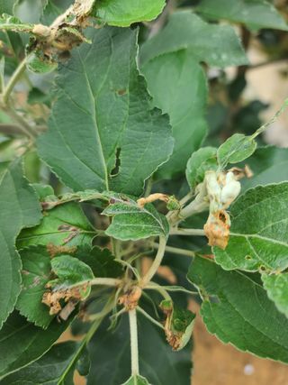 김태우님의 사과 · 병해충상담 작성글 사진