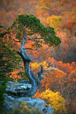 한국인님의 포도 · 자유게시판 작성글 사진