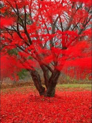 한국인님의 포도 · 자유게시판 작성글 사진