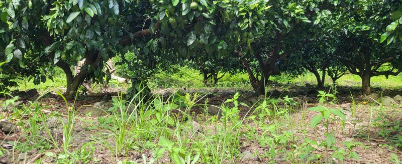 문도연님의 장터 판매 상품 [노지감귤] 첨부 사진