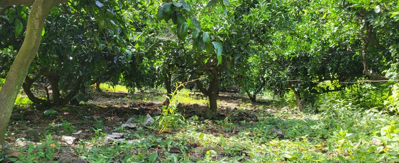 문도연님의 장터 판매 상품 [노지감귤] 첨부 사진