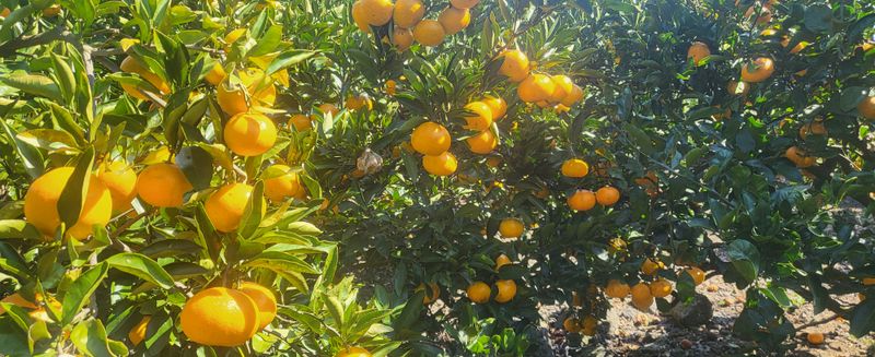 문도연님의 장터 판매 상품 [노지감귤] 첨부 사진