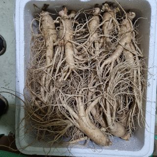 모두팜님의 블루베리 · 자유게시판 작성글 사진