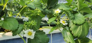 완주 이주열님의 딸기 · 일상 작성글 사진